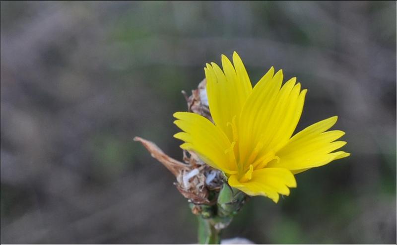 Lactuca_viminea_SP