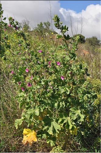 Lavatera_arborea1_SP