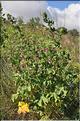 Lavatera_arborea1_SP