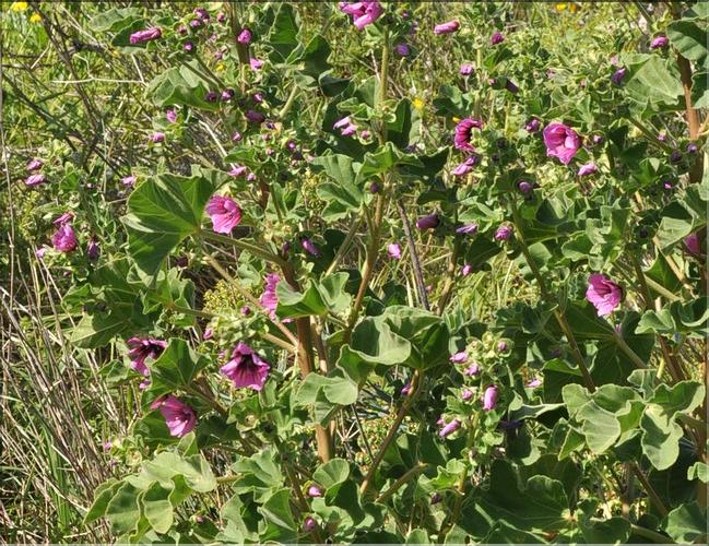 Lavatera_arborea2_SP