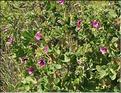 Lavatera_arborea2_SP
