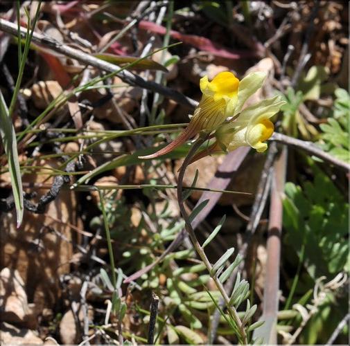 Linaria_supina_SP