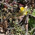 Linaria_supina_SP