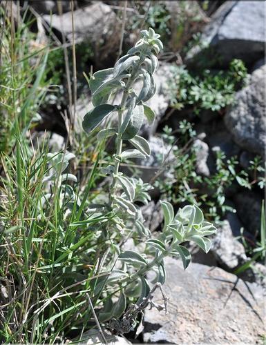 Mercurialis tomentosa1_SP