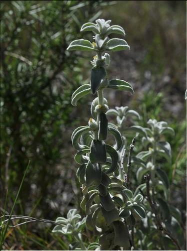 Mercurialis tomentosa_SP