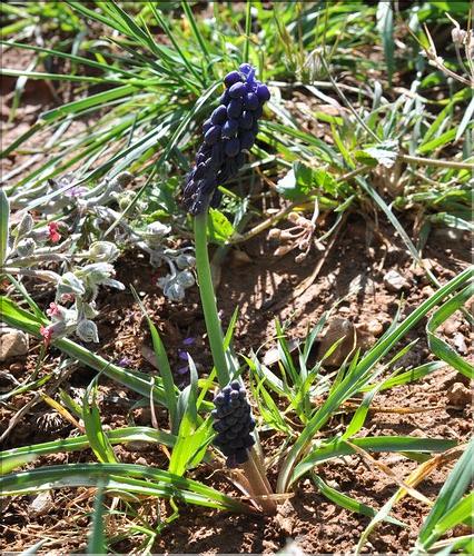 Muscari_olivetorum1_SP