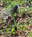 Muscari_olivetorum1_SP
