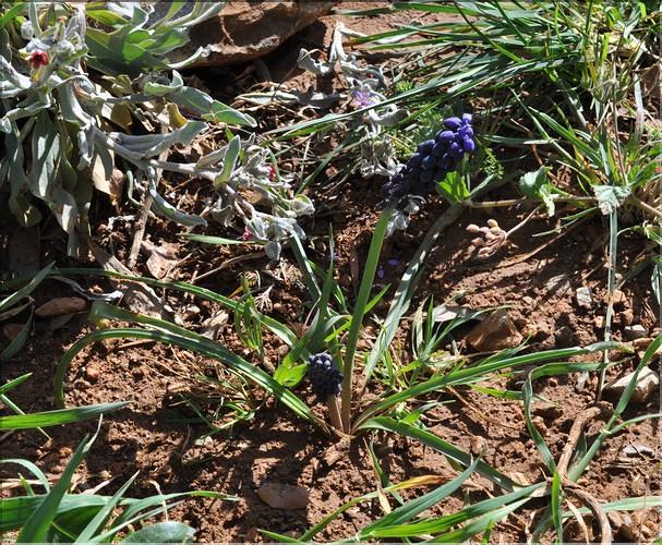 Muscari_olivetorum_SP