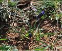 Muscari_olivetorum_SP