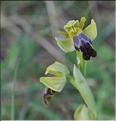 Ophrys_forestieri_SP