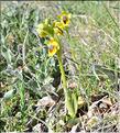 Ophrys_lutea1_SP