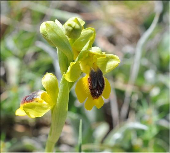 Ophrys_lutea2_SP