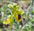 Ophrys_lutea2_SP
