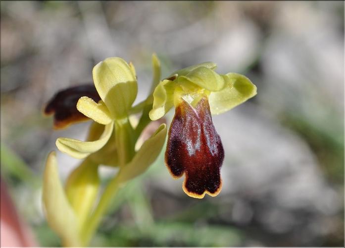 Ophrys_marmorata2_SP