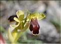 Ophrys_marmorata2_SP