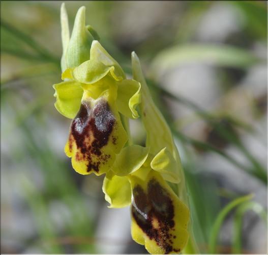 OPHRYS_marmorata3_ML
