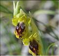 OPHRYS_marmorata3_ML