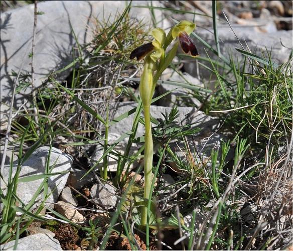 Ophrys_marmorata_SP