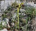 Ophrys_marmorata_SP