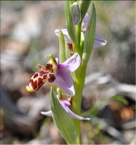 Ophrys_scolopax_SP