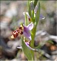 Ophrys_scolopax_SP