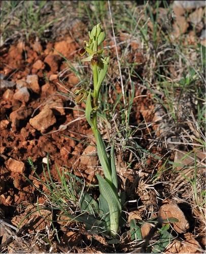 Ophrys_virescens1_SP