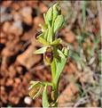 Ophrys_virescens2_SP