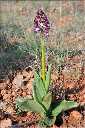 Orchis_purpurea_SP