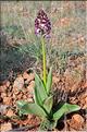 Orchis_purpurea_SP
