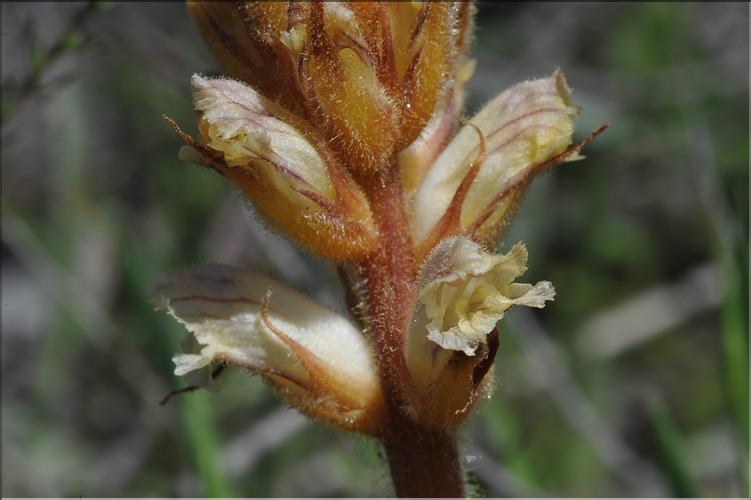 OROBANCHE_minor_ML