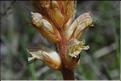 OROBANCHE_minor_ML
