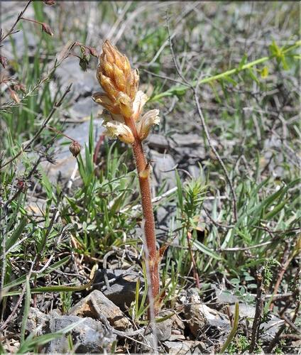Orobanche_minor_SP