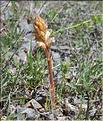 Orobanche_minor_SP