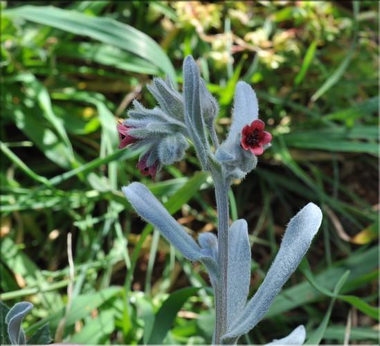 Pardoglossum_cheirifolium1_SP