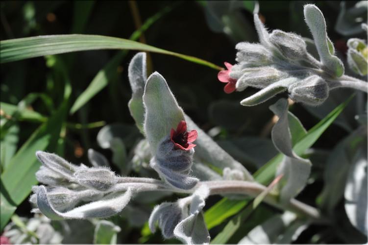 PARDOGLOSSUM_cheirifolium2_ML