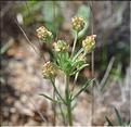 Plantago_afra_SP
