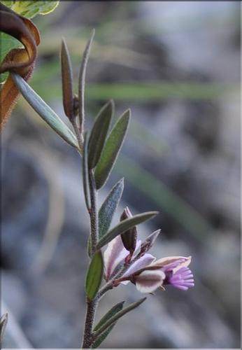 Polygala_rupestris1_SP