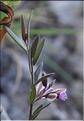 Polygala_rupestris1_SP