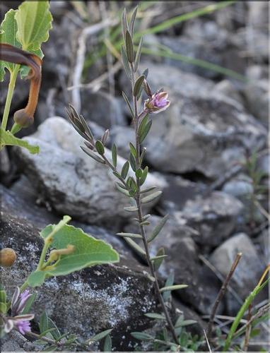 Polygala_rupestris2_SP