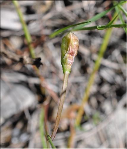Romulea_ramiflora_SP