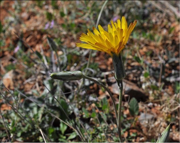 Scorzonera_hispanica_crispatula2_SP