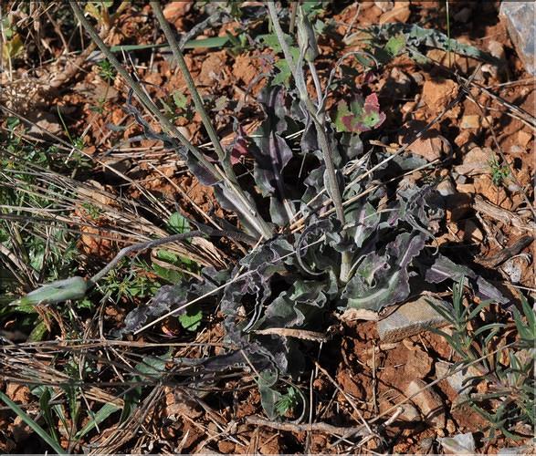 Scorzonera_hispanica_crispatula4_SP