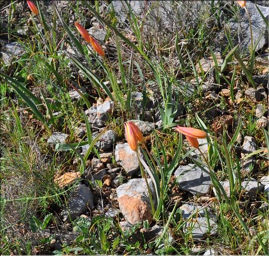 Tulipa_sylvestris_australis1_SP