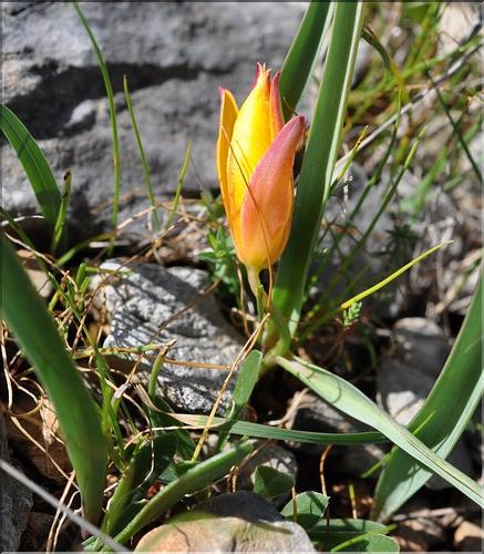 Tulipa_sylvestris_australis2_SP