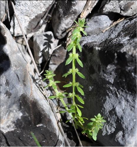 Valantia_hispida1_SP