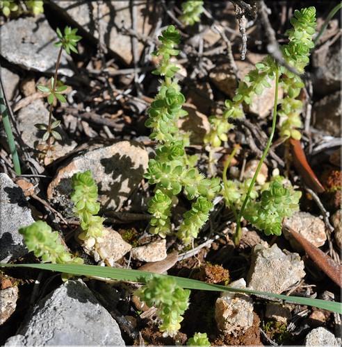 Valantia_muralis1_SP