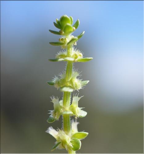 Valantia_muralis2_SP