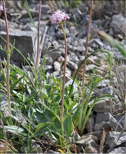 Valeriana_tuberosa1_SP
