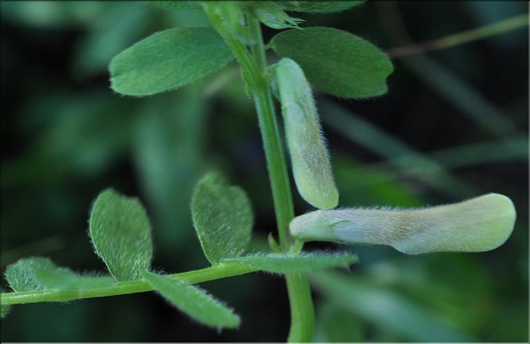 Vicia_hybrida1_SP
