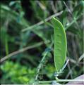 Vicia_hybrida2_SP